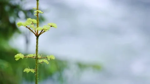 Treetop of evergreen tree and river Stock Footage 81722449