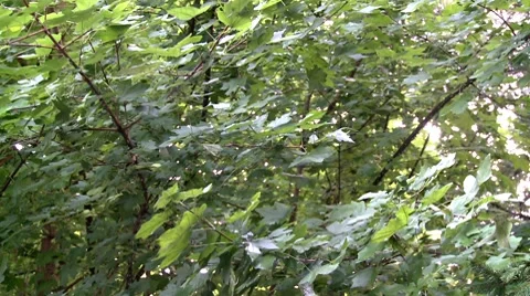 Treetop Stock Footage 8509459