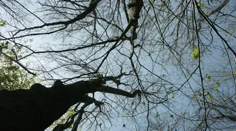 Treetop Stock-Footage 11632741