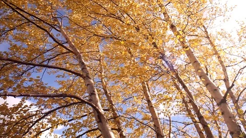 Treetop Stock Footage 101988695