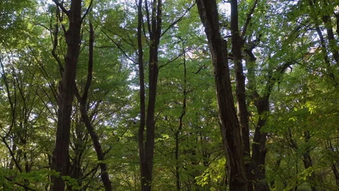 Treetop Video stock 138466664