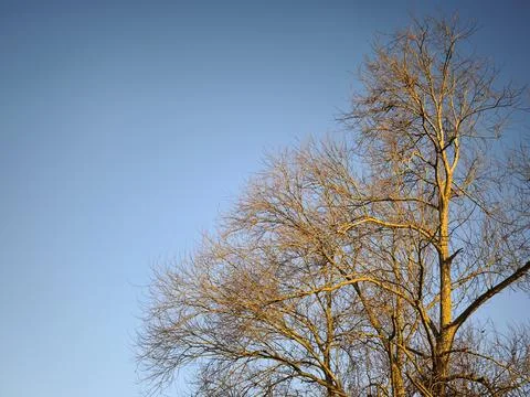 The treetop of an impressive walnut tree in the evening light Stock Photos