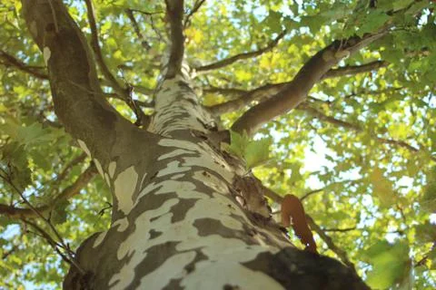 Treetop of large, old tree Foto stock