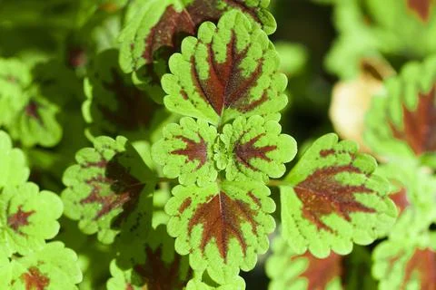 Treetop of leaf with sunlight. Stock Photos