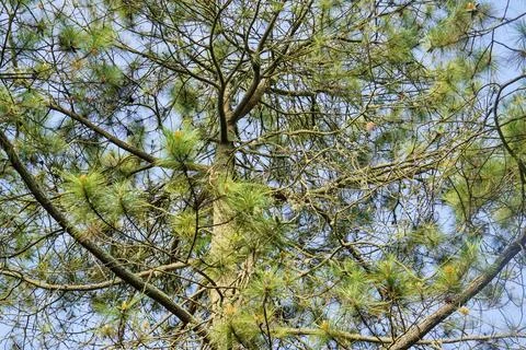 Treetop of lush green pine tree against a clear blue sky background. 스톡 사진