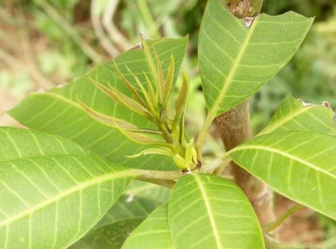 Treetop mango Stock Photos