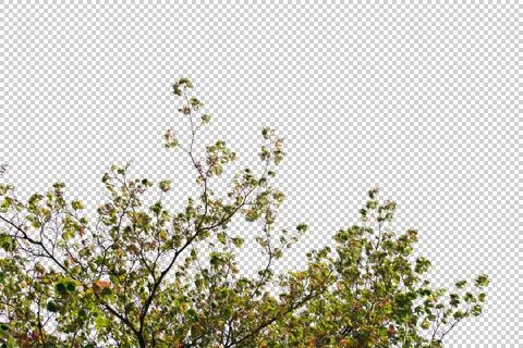 Treetop medium with sun rays + alpha Fotos Stock