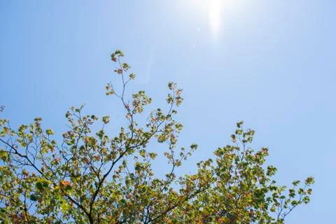 Treetop medium with sun rays Fotos Stock
