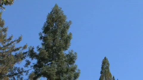 Treetop Pan Video stock 611599