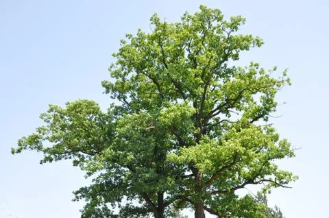 Treetop Stock Photos