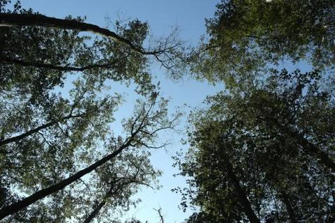 Treetop 스톡 사진