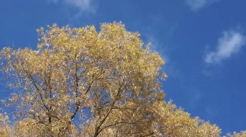 Treetop shaken wind 01 Stock Footage