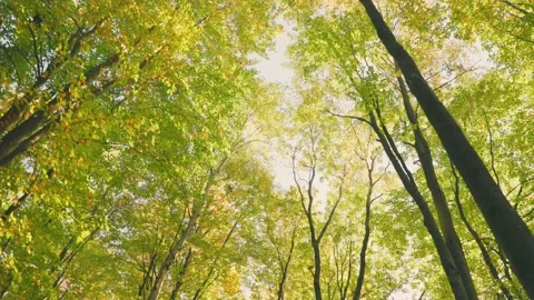 Treetop shot from bottom to top Video stock 228591473