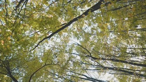 Treetop shot from bottom to top Stock Footage 229842407