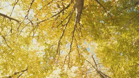 Treetop shot from bottom to top Stock Footage 230503381