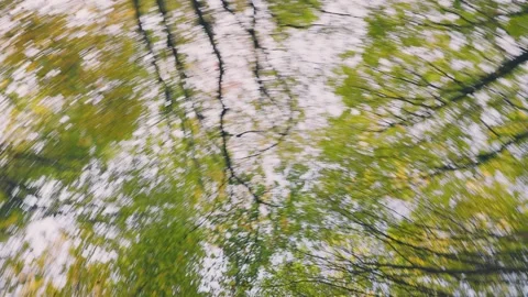 Treetop shot from bottom to top Stock Footage 231761899