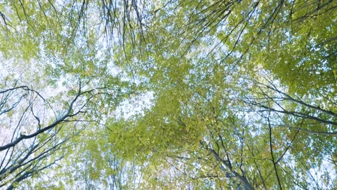Treetop shot from bottom to top Stock Footage 232166550