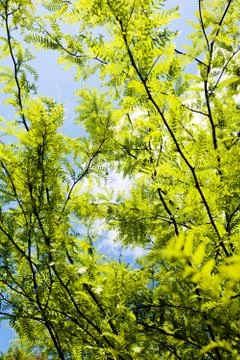 Treetop with the sky in the background Stock Photos