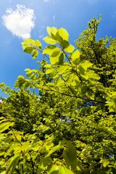 Treetop with the sky in the background Stock Photos