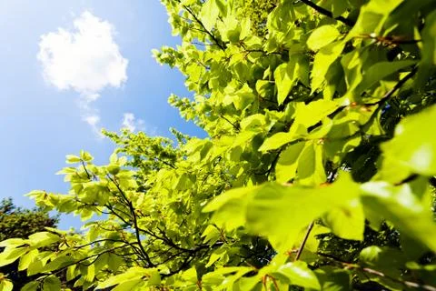 Treetop with the sky in the background Stock Photos