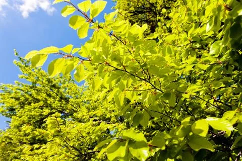 Treetop with the sky in the background Stock Photos