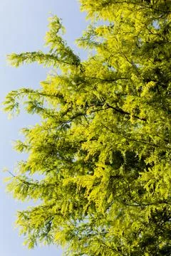 Treetop with the sky in the background Stock Photos
