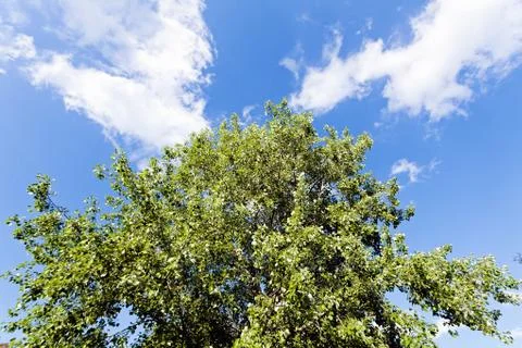 Treetop with the sky in the background Stock Photos