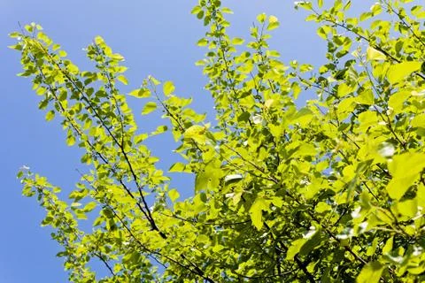 Treetop with the sky in the background Stock Photos