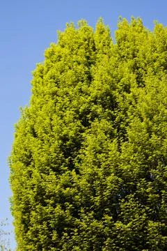 Treetop with the sky in the background Stock Photos
