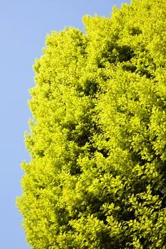 Treetop with the sky in the background Stock Photos