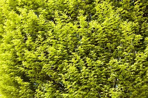 Treetop with the sky in the background Stock Photos