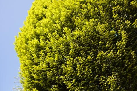 Treetop with the sky in the background Stock Photos