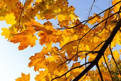 Treetop with the sky in the background Stock Photos
