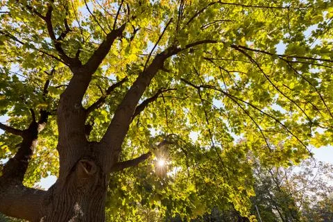 Treetop with the sky in the background Stock Photos