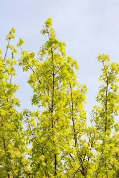 Treetop with the sky in the background Stock Photos