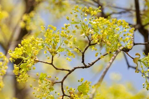 Treetop with the sky in the background Stock Photos