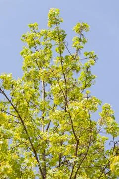 Treetop with the sky in the background Stock Photos