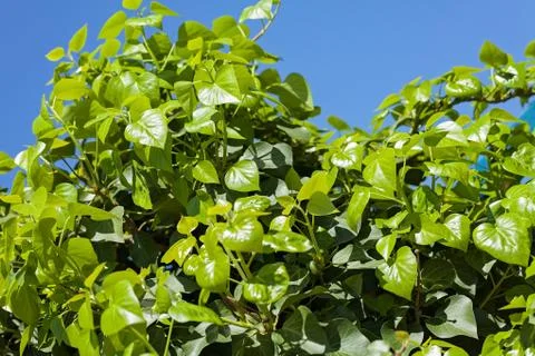 Treetop with the sky in the background Free Stock Photos