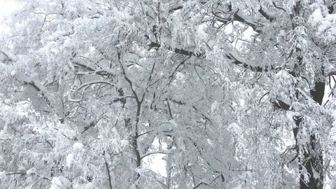 Treetop Snow, Extreme Coldness Stock Footage 101020180