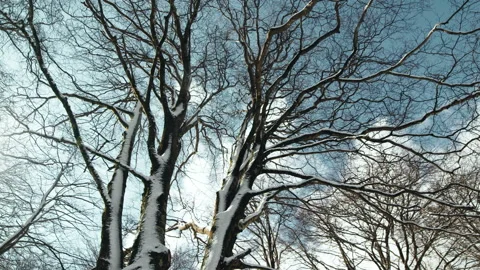 Treetop snowy bare in the forest Stock Footage 221555509