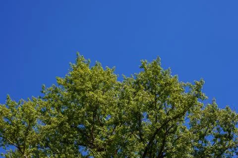 Treetop in Spring Stockfoto's