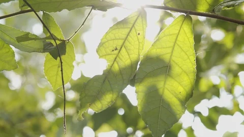 Treetop with sunlight on leaf green at summer time Video stock 119351789