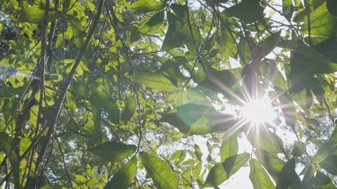Treetop with sunlight at summer time Stock Footage 109530570