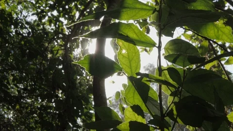 Treetop with sunlight at summertime In the daytime Stock Footage 109554163