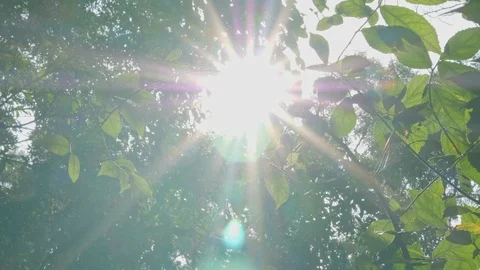 Treetop with sunlight at summertime In the daytime Stock Footage 110223404