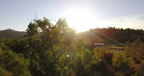 Treetop Sunrise 動画素材 83637647