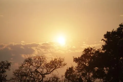 Treetop Sunrise Stock Photos