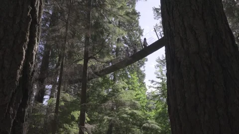 Treetop Suspension Bridge Stock Footage 268774950