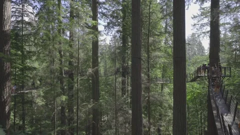 Treetop Suspension Bridge Stock Footage 268774951