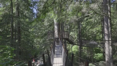 Treetop Suspension Bridge Stock Footage 268775004